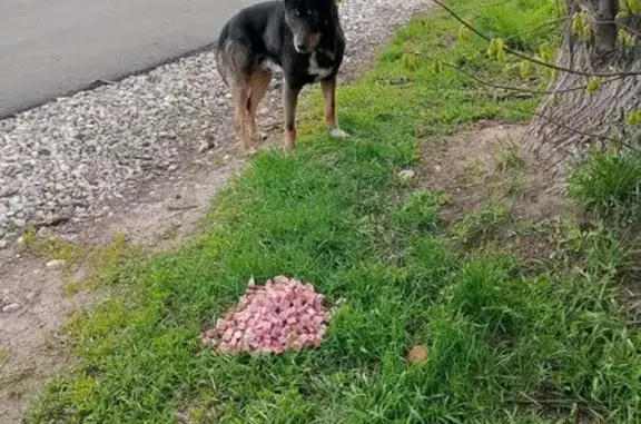 Собака найдена в селе Добрынское