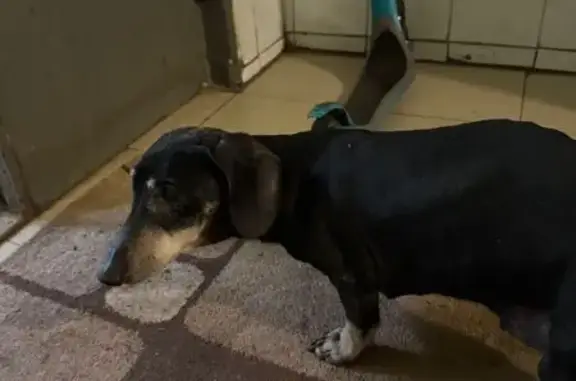 Найденные животные Москва, фото: Найдена такса, Профсоюзная ул. 75 к1