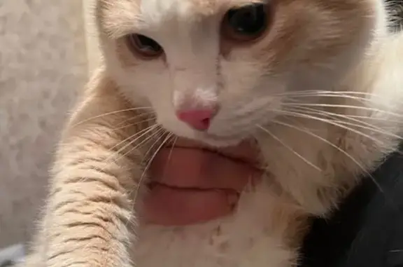 Кошка найдена у общаги, б-р Пионеров, 11