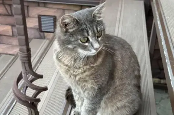 Пропала кошка, Покровские Дачи, МО