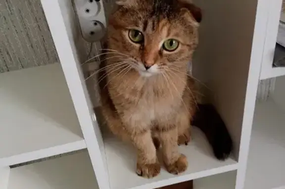 Пропала кошка, ул. 9 Января, 16, Уфа