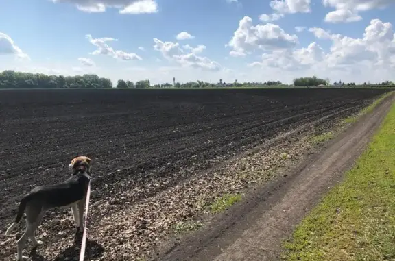 Найдена собака, Черемушки, фото: Собака найдена: Черемушки, Курская обл.