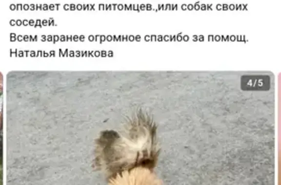 Найдена собака, Красноуральск, фото: Собаки найдены: ул. Ленина 20, Красноуральск