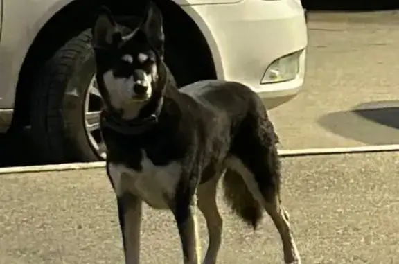 Найдена собака, Краснодар, фото: Собака найдена: Краснодар, Черкасская 133