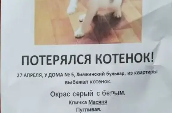 Найдена кошка, Москва, фото: Потерялся котёнок, Химкинский б-р, 5