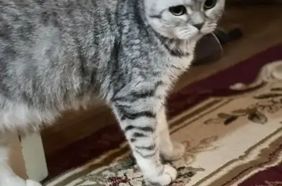 Пропала кошка, Южная 66, Астрахань