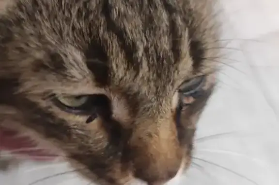 Найдена кошка, Орёл, 1-я Пушкарная, 14