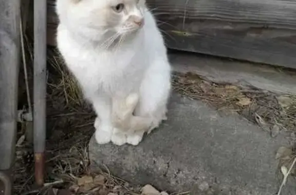 Пропала кошка, Удельная, пер. Тихий, 3