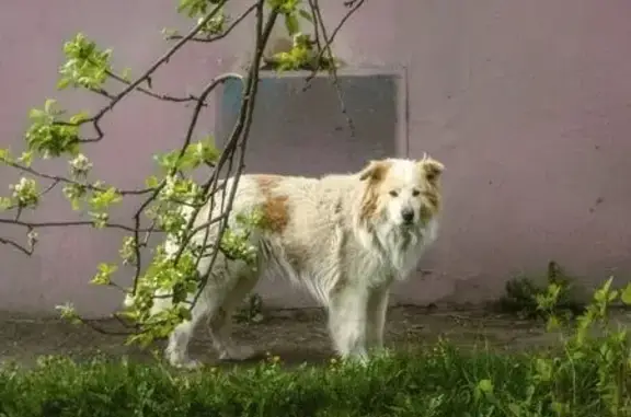 Собака найдена: ул. Островского, 9, Ильинский