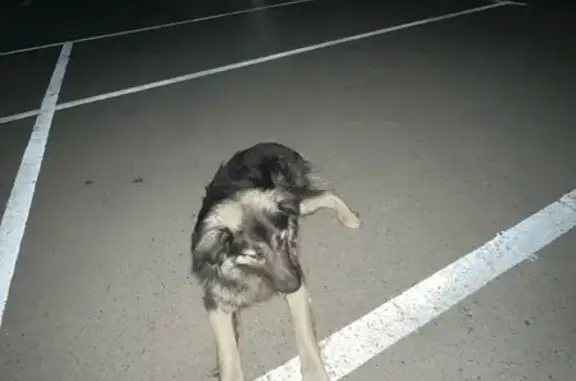 Собака найдена: Старочеркасский пер., 10