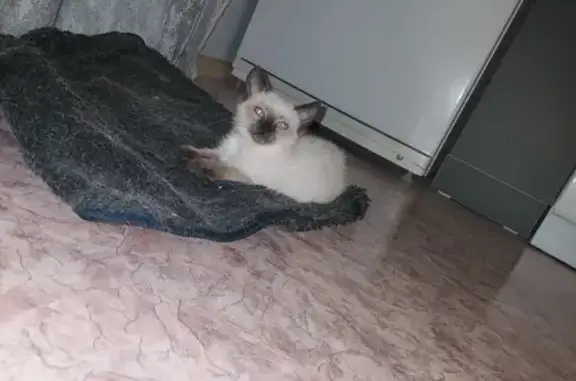 Найдена кошка, Воронеж, фото: Котёнок найден: ул. Артамонова, 34/8