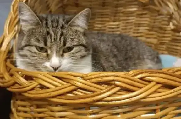 Пропала кошка, 2-й Авиационный, 54, Тамбов