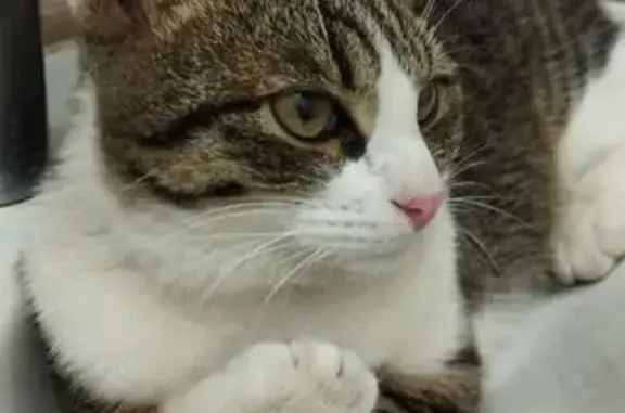 Кошки потеряшки, Самара, фото: Потеряшка кошка, Бельский пер., 34, Самара