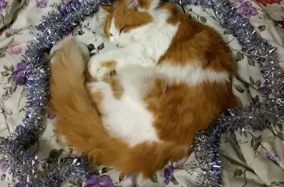 Кошки потеряшки, Кунгур, фото: Потеряшка кошка на ул. Гоголя, 2, Кунгур