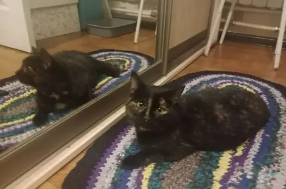 Кошки потеряшки, Саратов, фото: Потеряшка кошка, Астраханская ул. 46, Саратов