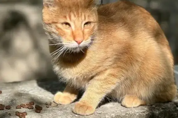 Найдена кошка, посёлок городского типа Грэсовский, фото: Кошка найдена: ул. Большевика Попова, 8