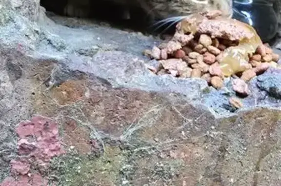 Найдена кошка, Брянская область, фото: Найдена кошка, Брянск, Брянская область