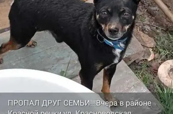 Пропала собака, Красноводская 6, Хабаровск