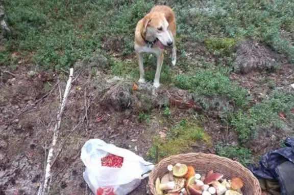 Пропала рыжая гончая в Звягино, НО
