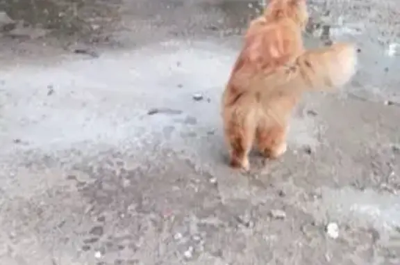 Найдена кошка, Воронеж, фото: Кошка найдена у Лизюкова 75, корп. 1