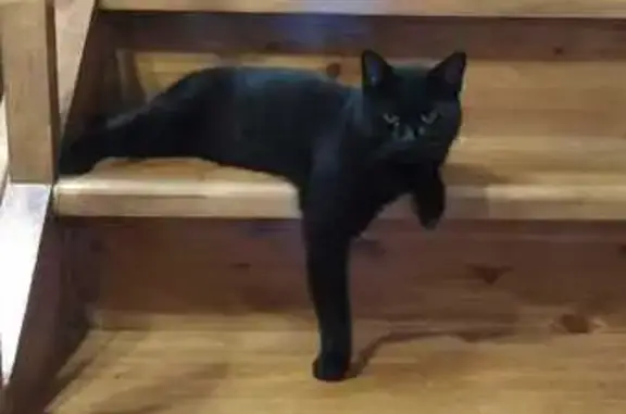 Кошки потеряшки, Курск, фото: Потеряшка кот, ул. Понизовка, 25, Курск