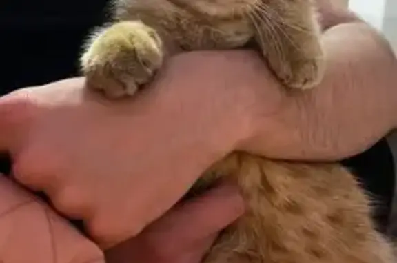 Кошка пропала: Гассия, 4к4, Краснодар