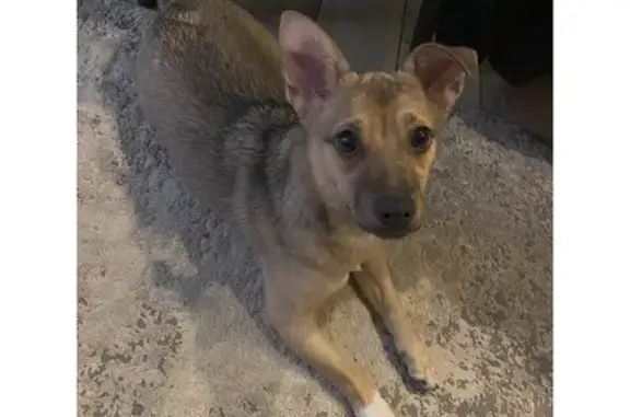 Найдена собака, Краснодар, фото: Собака найдена: ул. 40-летия Победы, 184