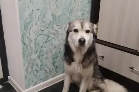 Собака найдена на ул. 70 лет Победы, 20