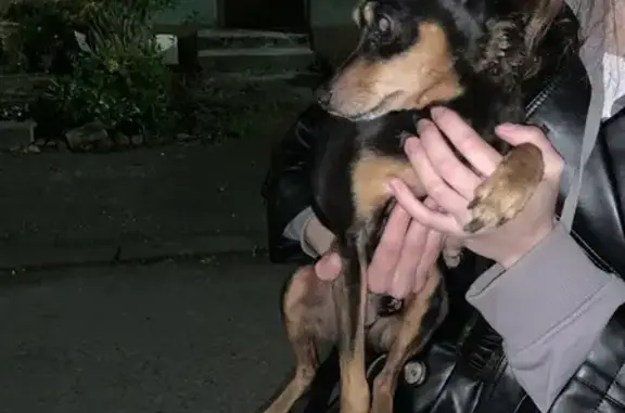 Собака найдена: Харьковская, 33, Калининград