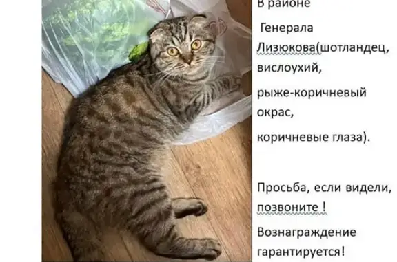Пропала кошка, Лизюкова 91А, Воронеж