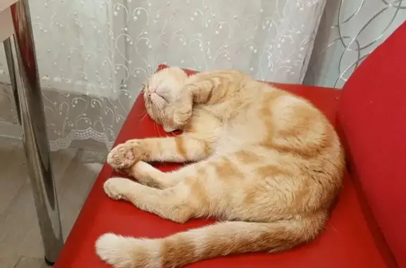 Кошки потеряшки, Игра, фото: Потеряшка кошка, Советская 133, Игра