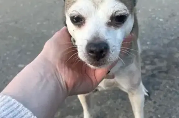 Найдена собака, Чебоксары, фото: Собака найдена: Университетская 24, Чебоксары