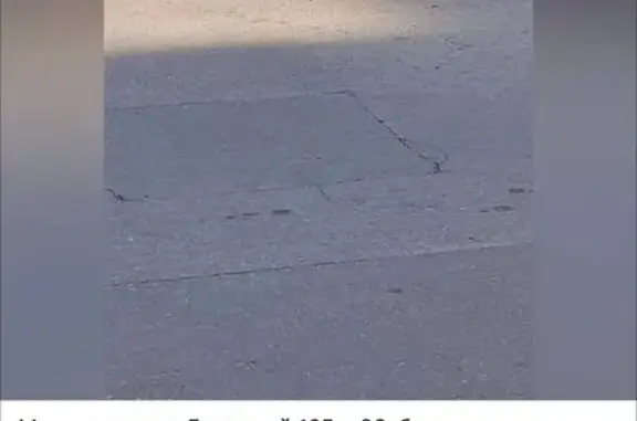 Кошка найдена: ул. Горького, 2А, Калининград