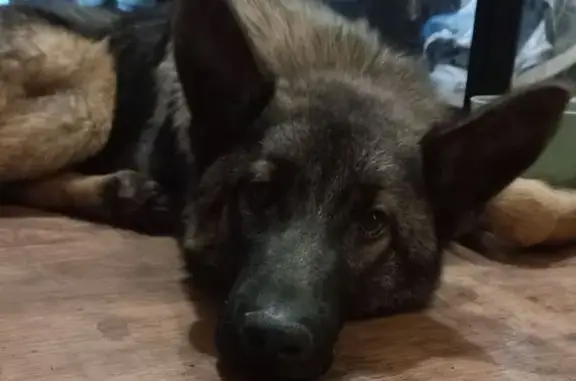 Собака найдена на Петровской, 98, Энгельс