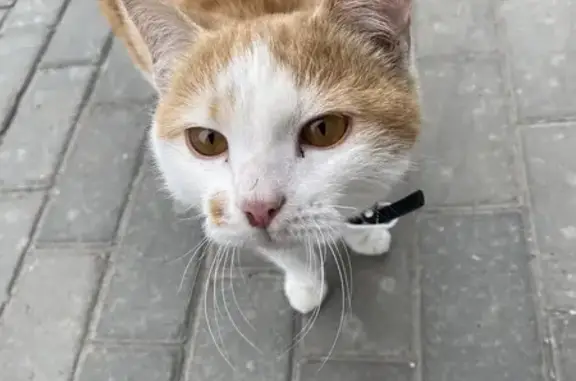 Кошка найдена у Энергетиков 17, Чебоксары