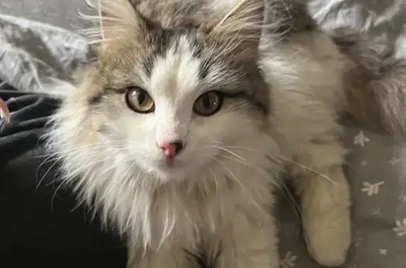 Найдена кошка, Иваново, фото: Найдена кошка, ул. Нормандия-Неман, 93