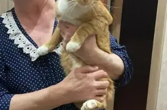 Кот найден, ул. Левитана, 73, Тверь