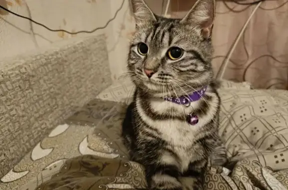 Кошка найдена: б-р Коноваленко, 4, НН