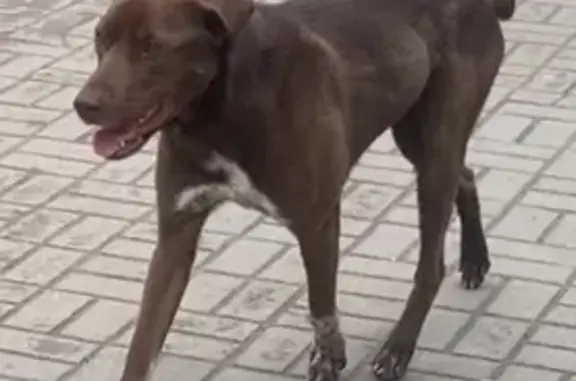 Найдена собака, Москва, фото: Собака найдена: проезд Стратонавтов, 4