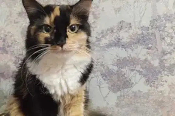 Пропала кошка, ул. Дружбы, 13, Волжский