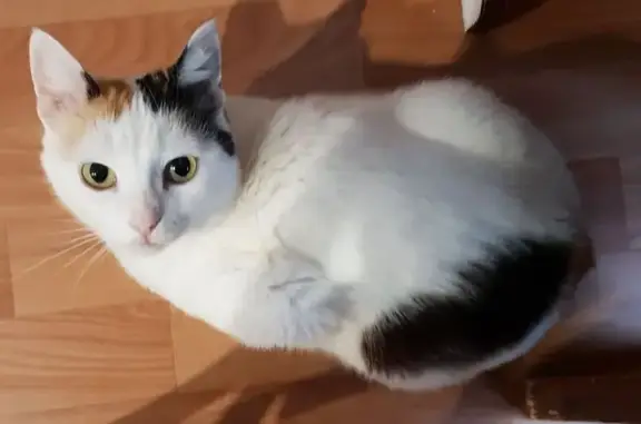 Пропала кошка, Зольное, Набережная 63