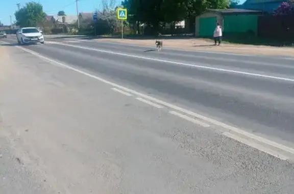 Собака на Центральной, 109, Ситовка