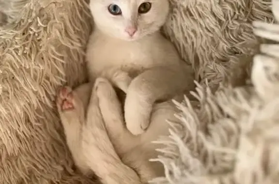 Пропала кошка, Сабик, Свердловская обл.