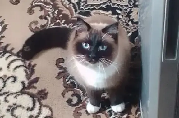Потерянные животные Копейск, фото: Пропала кошка Моня, Копейск, 4-й Пятилетки, 67а