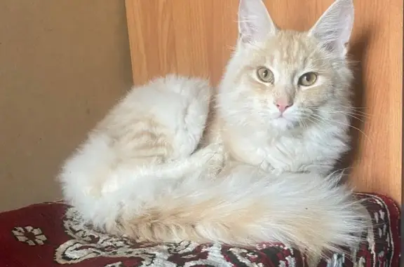 Найдена кошка, ул. 1 Мая, 90, Оренбург