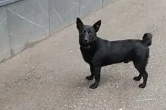 Собаки потеряшки, Арзамас, фото: Потеряшка собака, ул. К. Маркса, 66, Арзамас