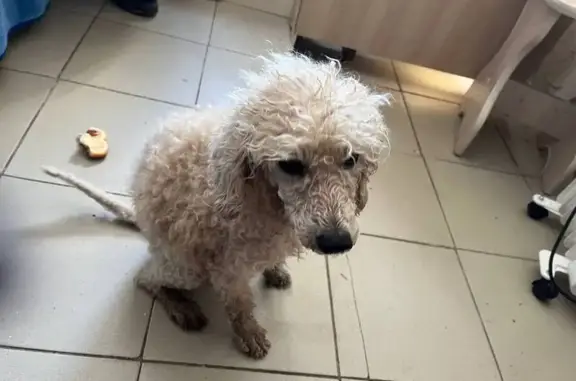 Найдена собака на ул. Котовского, 23