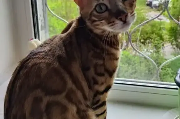 Объявления о пропавших и найденных животных, Бор, фото: Пропала кошка, 6-я линия 1, Бор