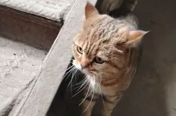 Кошка найдена, ул. Победы, 1, Реутов