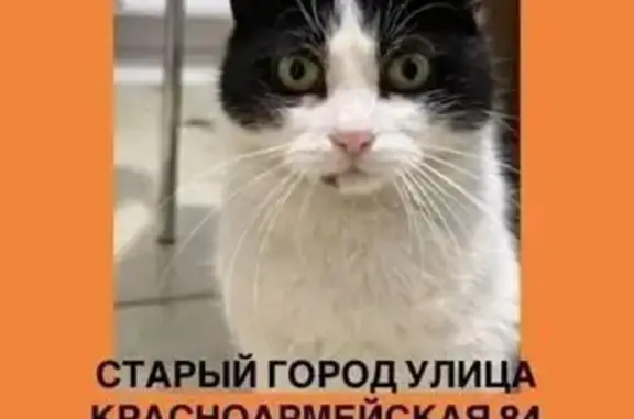 Кошки потеряшки, Симферополь, фото: Потеряшка кошка на Красноармейской, 84
